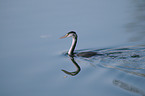 great crested grebe