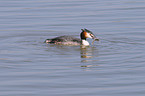 great crested grebe