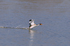 great crested grebe