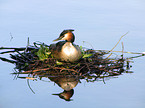 great crested grebe