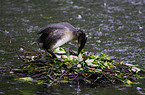 great crested grebe