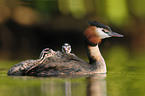 great crested grebes