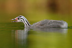 young great crested grebe