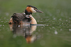 great crested grebes