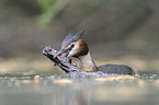great crested grebe
