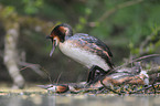 great crested grebes