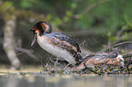 great crested grebes