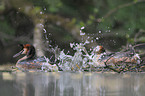 great crested grebes