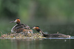 great crested grebes