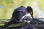 great crested grebes