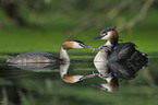 great crested grebes