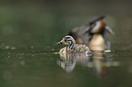 great crested grebes