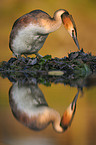 great crested grebe