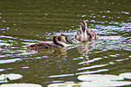 great crested grebes