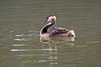 great crested grebes