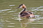 great crested grebe