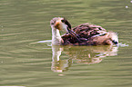 great crested grebe