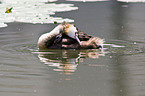 great crested grebes