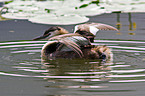 great crested grebes