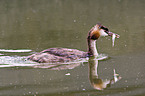 great crested grebe