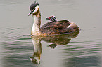 great crested grebes