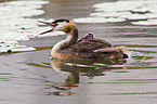 great crested grebes