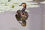 great crested grebes