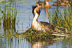 great crested grebe