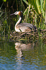 great crested grebe