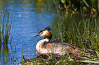 great crested grebe