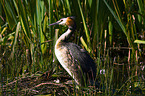 great crested grebe