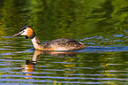 great crested grebe