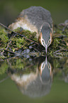 great crested grebe