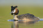 great crested grebe