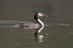 great crested grebe