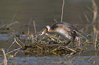 great crested grebe