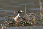 great crested grebe