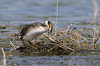 great crested grebe