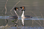 great crested grebes