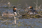 great crested grebes