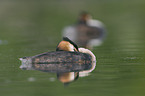 great crested grebe