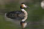 great crested grebe