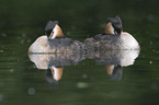 great crested grebes