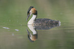 great crested grebe