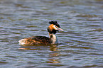 great grebe