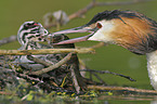 great crested grebe