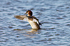 great crested grebe