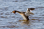 great crested grebe