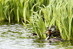 great crested grebe grebes