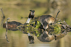 great crested grebes